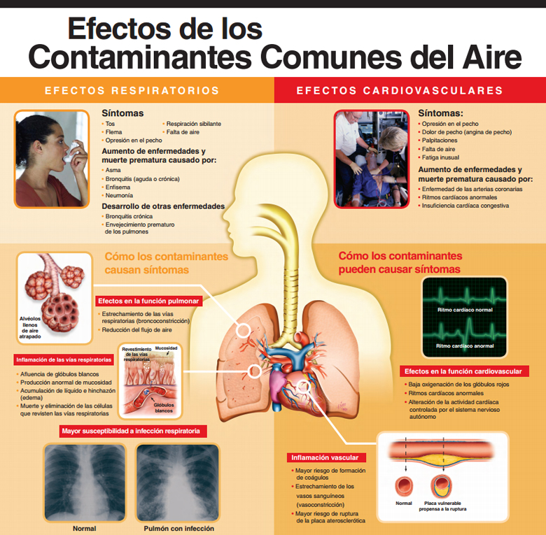 Efectos de los contaminantes comunes del aire--cartel médico de la EPA. La versión en español fue realizada con la ayuda del Santa Barbara County Air Pollution Control District. 
