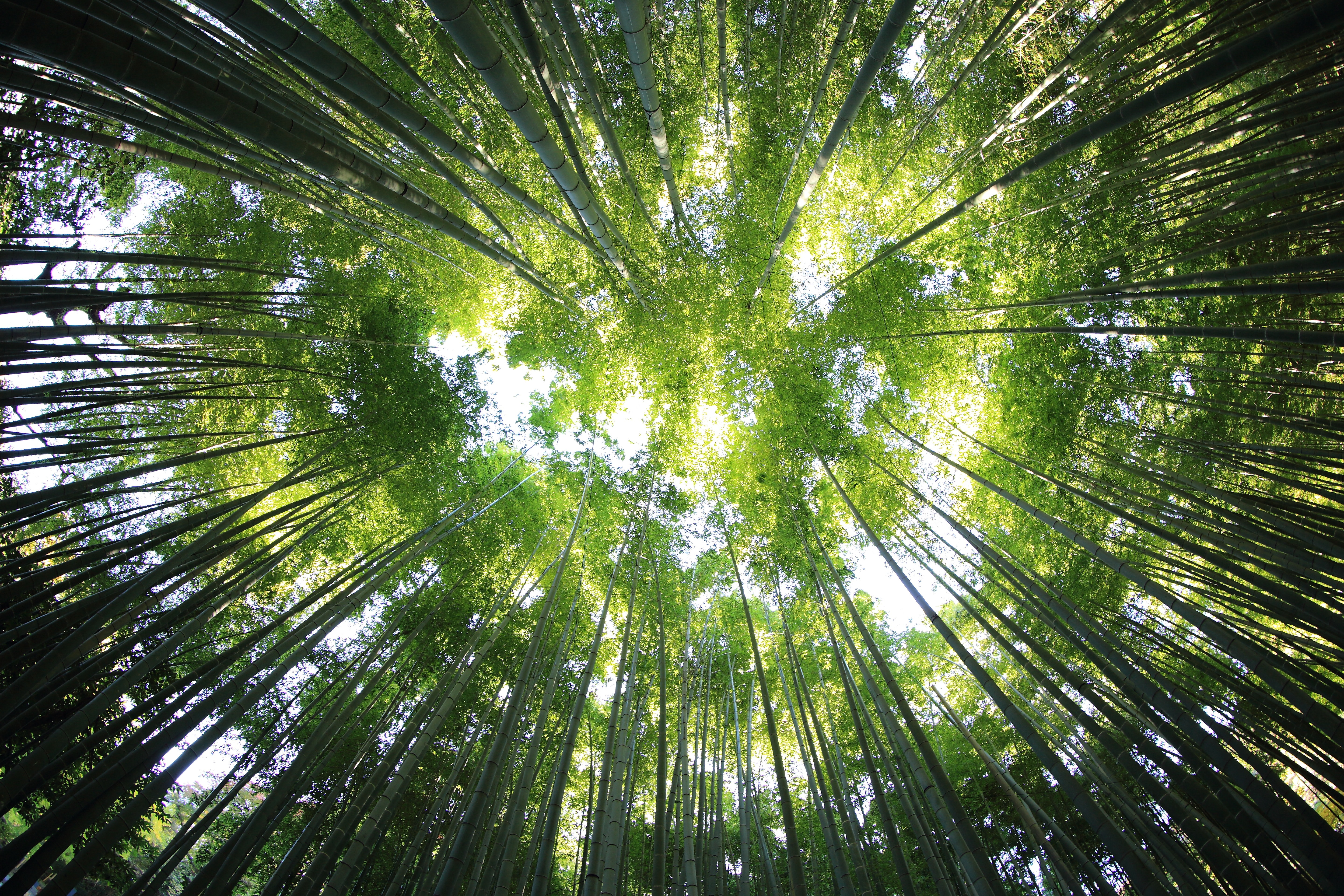 Medidas para hacer competitivos los proyectos de compensación de CO2 en territorio español
